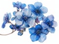Forgetmenot colorful flower watercolor isolated on white background
