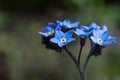 Forgetmenot flowers, close up shot Royalty Free Stock Photo