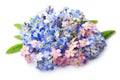 Forgetmenot flowers Royalty Free Stock Photo