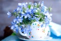 Forgetmenot flowers Royalty Free Stock Photo