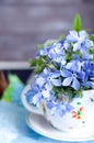 Forgetmenot flowers Royalty Free Stock Photo