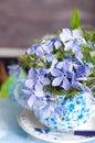 Forgetmenot flowers Royalty Free Stock Photo