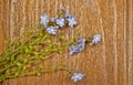 Forgetmenot flowers in heart shape Royalty Free Stock Photo