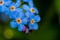 Forgetmenot