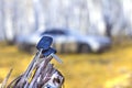 Forgotten car keys on a tree in an autumn forest, a background of a blurred car Royalty Free Stock Photo