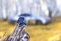 Forgotten car keys on a tree in an autumn forest, a background of a blurred car