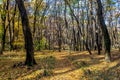 Forgotten forest path at autumn, November, covered with colorful foliage