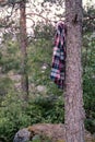 Forgotten, lost plaid shirt hanging on a pine tree in the forest, the campsite.