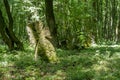 Forgotten old abandoned cemetery in the woods. Broken grave monuments Royalty Free Stock Photo