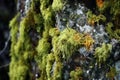 Forgotten Overgrown lichen stone. Generate Ai Royalty Free Stock Photo