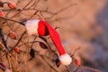 A forgotten red pointed cap from St. Nicholas hangs on a frosty rose hip bush at sunrise Royalty Free Stock Photo