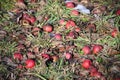 Forgotten rotten red apples in the grass on the orchard