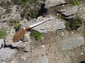 Forgotten shovel left on a stony trail