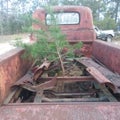 The forgotten truck that a tree has found