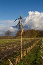 Forgotten, withered plant left and stubbles left on field after harvest