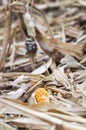 Forgotton corncob on harvested corn field Royalty Free Stock Photo