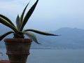 Vase with a succulent plant with in distance the gulf of Gaeta in Italy.