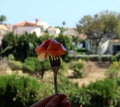 Fork with appetizing Spanish jamon against of Spanish landscape, palm trees, white houses, blue sky, tasty Jamon