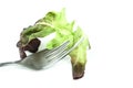 Fork with corn salad leaves   on white background Royalty Free Stock Photo