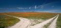 Fork in a desert dirt road through California Golden Orange Poppies under blue sky in the high desert of southern California Royalty Free Stock Photo