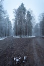 A fork in a dirt road in a winter forest Royalty Free Stock Photo