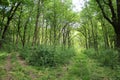 Fork in a forest road