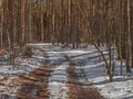 Fork of a forest road in the winter. Royalty Free Stock Photo