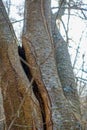 A fork junction with included bark that failed in storm conditions, growing on a alder tree - Arboristic Botanical photography 202 Royalty Free Stock Photo