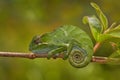 Fork-nosed Chameleon, Furcifer bifidus, sitting on the tree branch in the nature habitat, Ranomafana NP. Endemic Lizard from Royalty Free Stock Photo