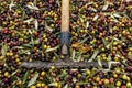 Fork over olives harvested during harvesting season to make olive oil, ready to be carried to mill, Priorat, Tarragona, Catalonia