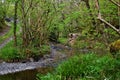 A fork in the pathway in a woodland area, by a stream with lots of green grass and shrubs an trees Royalty Free Stock Photo