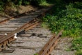 Fork in the railway tracks. Rusty railway rails and rotten wooden sleepers are overgrown with green wild grapes. Image Royalty Free Stock Photo