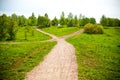 Fork in the road in the park and dandelions Royalty Free Stock Photo