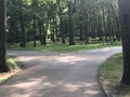 Fork in road in park Royalty Free Stock Photo