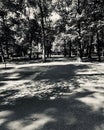 Fork in road in park in black and white Royalty Free Stock Photo