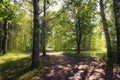 Fork of rural roads at the forest edge Royalty Free Stock Photo