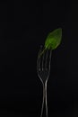 Fork and spinach on dark background