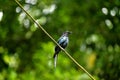 Fork tailed tailed drongo