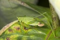 Fork tailed bush katydid nymph on milkweed leaf in Connecticut. Royalty Free Stock Photo