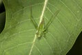 Fork tailed bush katydid nymph on milkweed leaf in Connecticut. Royalty Free Stock Photo