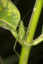 Fork tailed bush katydid nymph on milkweed leaf in Connecticut. Royalty Free Stock Photo