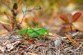 Fork-tailed Bush Katydid (Scudderia furcata) Royalty Free Stock Photo