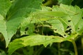 Fork-tailed Bush Katydid - Scudderia furcata Royalty Free Stock Photo