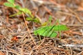 Fork-tailed Bush Katydid (Scudderia furcata) Royalty Free Stock Photo