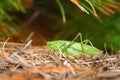 Fork-tailed Bush Katydid (Scudderia furcata) Royalty Free Stock Photo