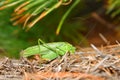 Fork-tailed Bush Katydid (Scudderia furcata) Royalty Free Stock Photo