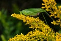 Fork-tailed Bush Katydid - Scudderia furcata