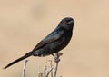 Fork-tailed Drongo Royalty Free Stock Photo