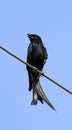 Fork-tailed drongo Royalty Free Stock Photo