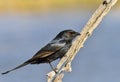 Fork tailed drongo Royalty Free Stock Photo